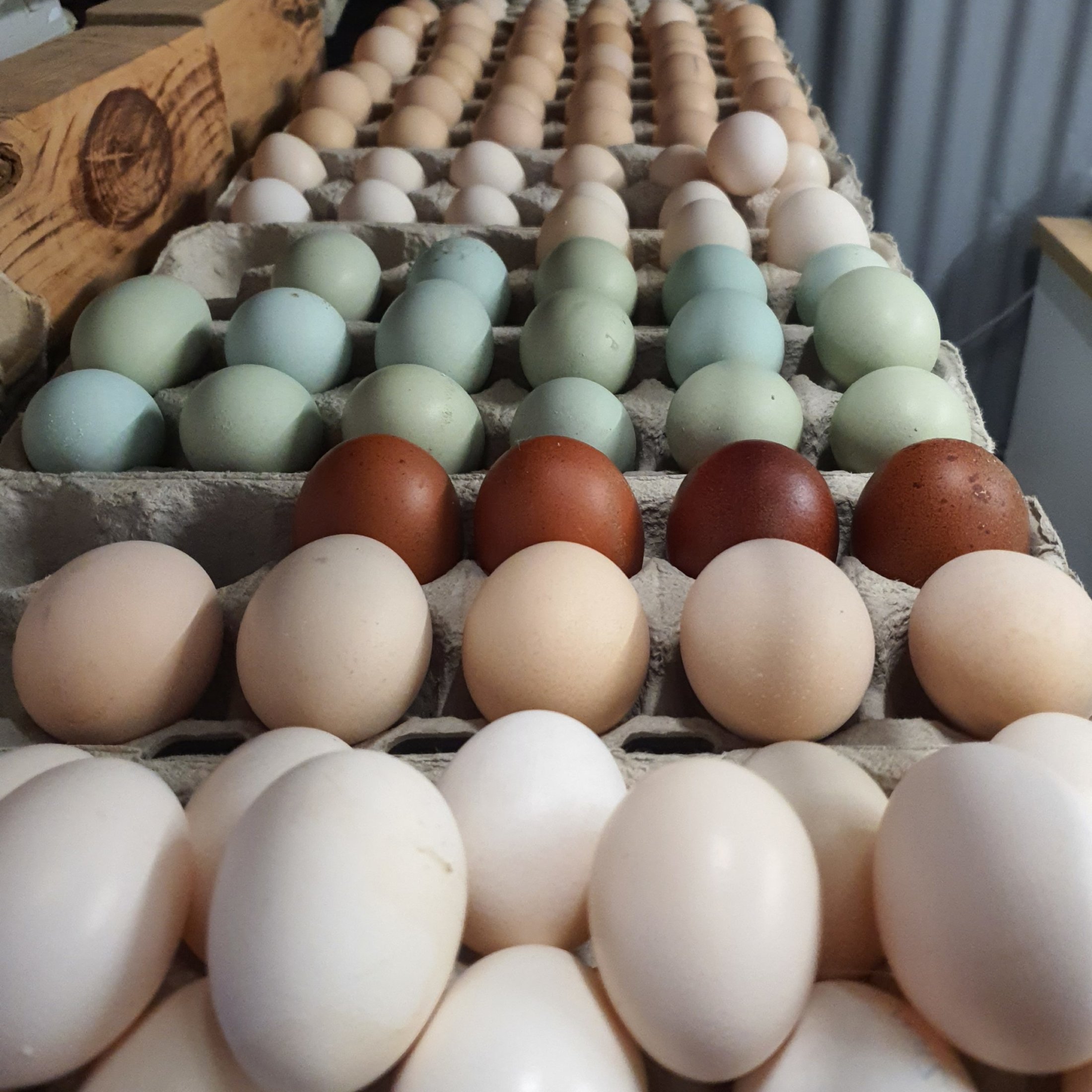 Season 2023/24 eggs