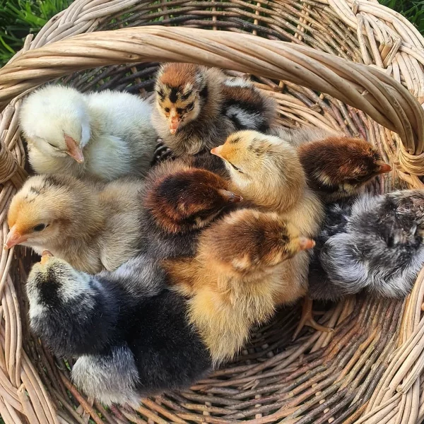 Farmyard & Easter Egger (each) - Image 2