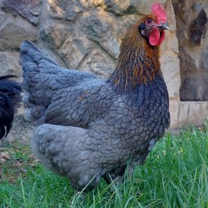 Blue & Black Copper Marans Fertile egg (each)