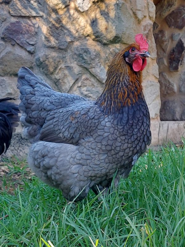 *ORDER CLOSED* Copper Marans Fertile egg (each)