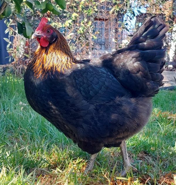 *ORDER CLOSED* Copper Marans Fertile egg (each) - Image 14
