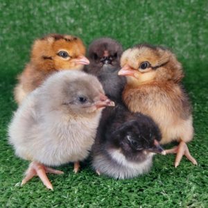 *ORDER CLOSED* Farmyard & Easter/Olive Egger (each)