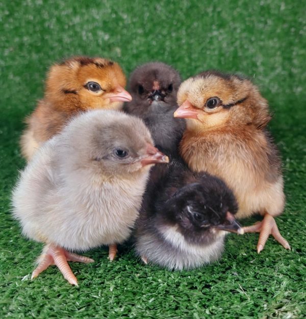 *ORDER CLOSED* Farmyard & Easter/Olive Egger (each)