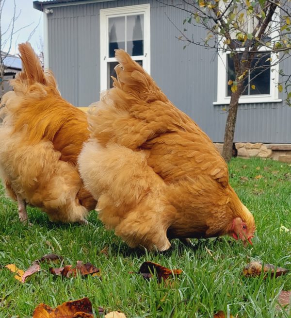 *ORDER CLOSED* Buff Orpington Fertile egg (each) - Image 11