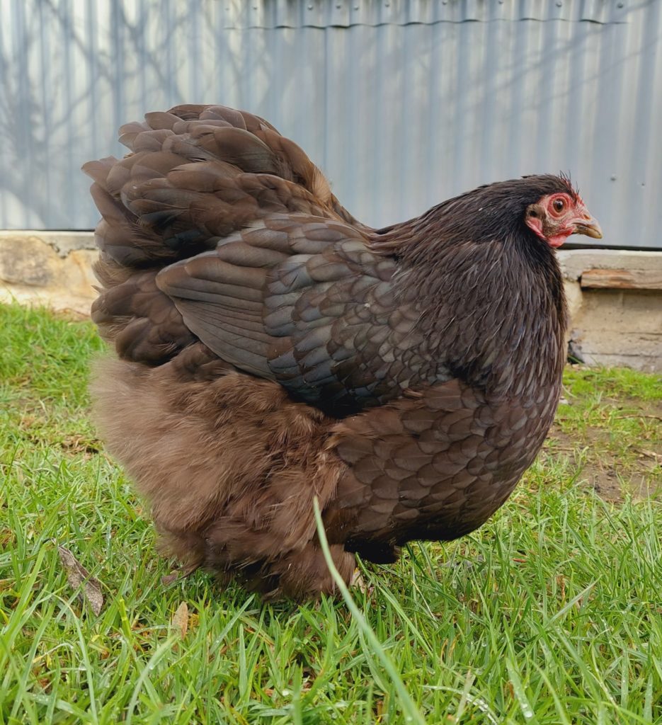 Chocolate Bantam Orpington Fertile egg (each) Pip & Grow