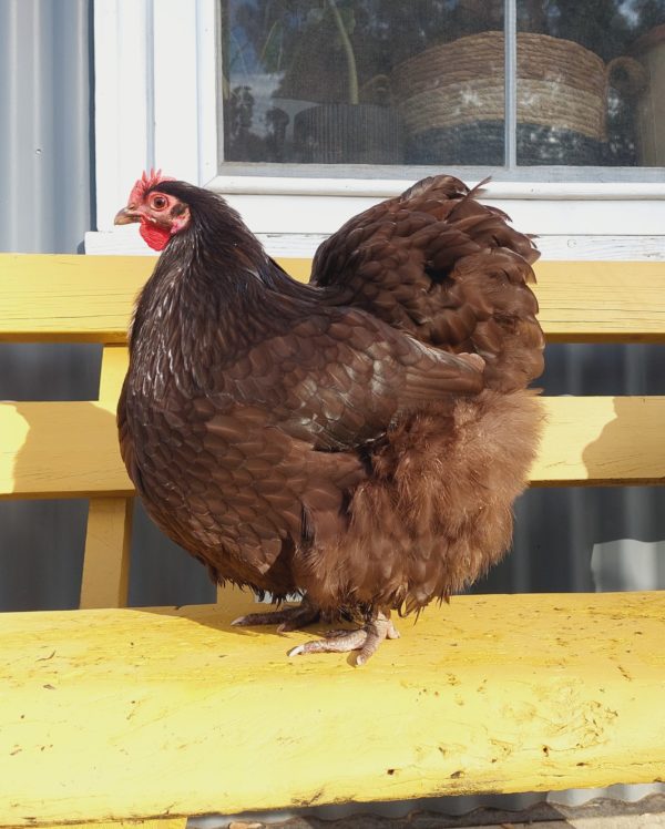 *ORDER CLOSED* Chocolate Bantam Orpington Fertile egg (each) - Image 10