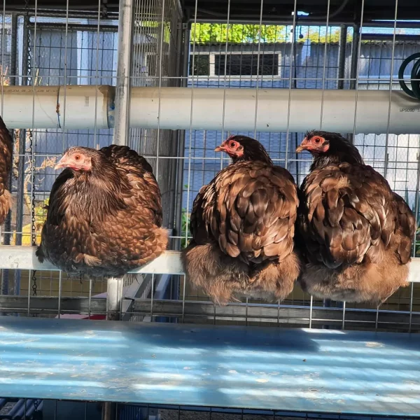 18wks+Pullets & Hens - Image 10