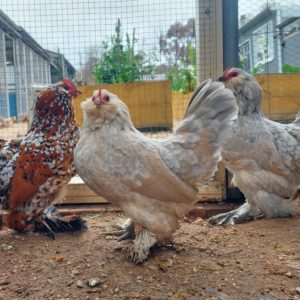 Belgian D'uccle Fertile egg (each)