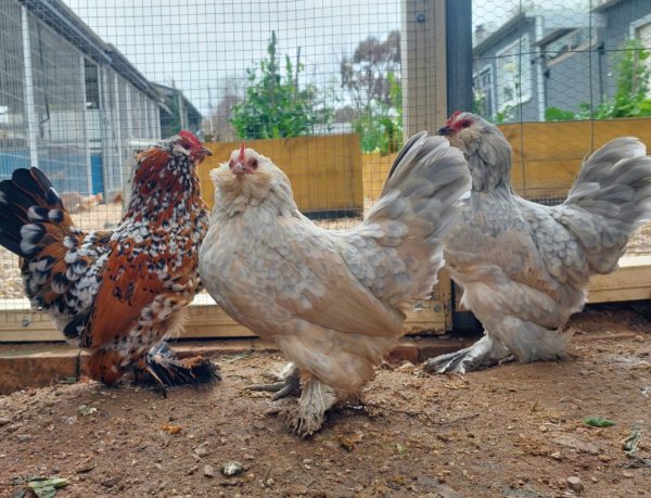 Belgian D'uccle Fertile egg (each)
