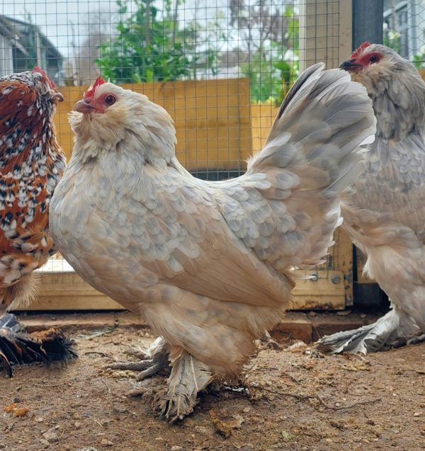 *ORDER CLOSED* Belgian D'uccle Fertile egg (each)