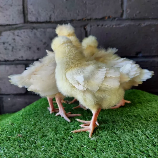 *ORDER CLOSED* Buff laced Polish Fertile Egg (each) - Image 13