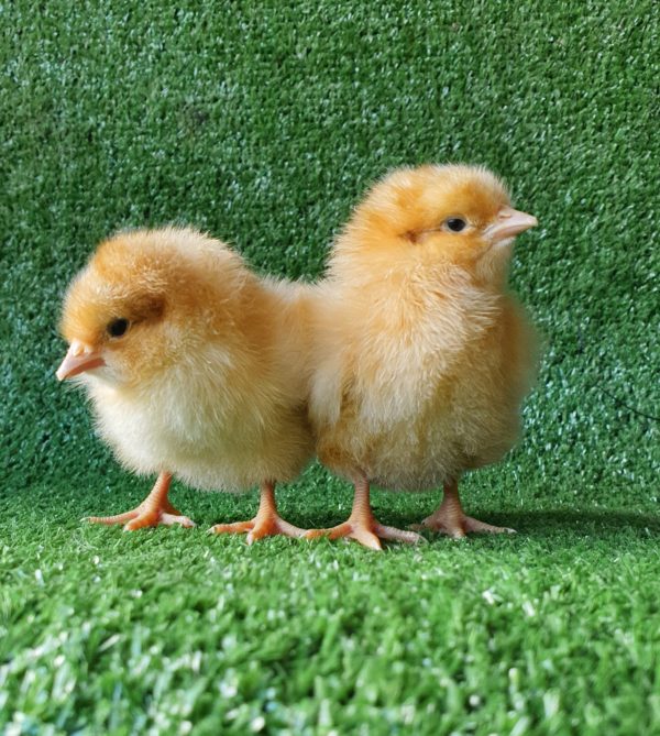 *ORDER CLOSED* Buff Orpington Fertile egg (each) - Image 3