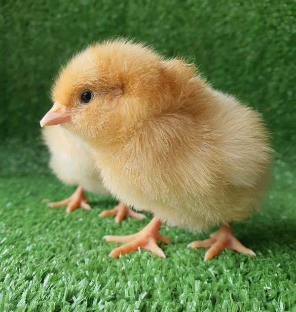 *ORDER CLOSED* Buff Orpington Fertile egg (each) - Image 13