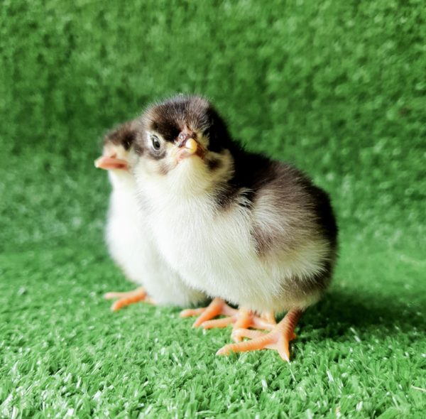 *ORDER CLOSED* Chocolate Bantam Orpington Fertile egg (each) - Image 13