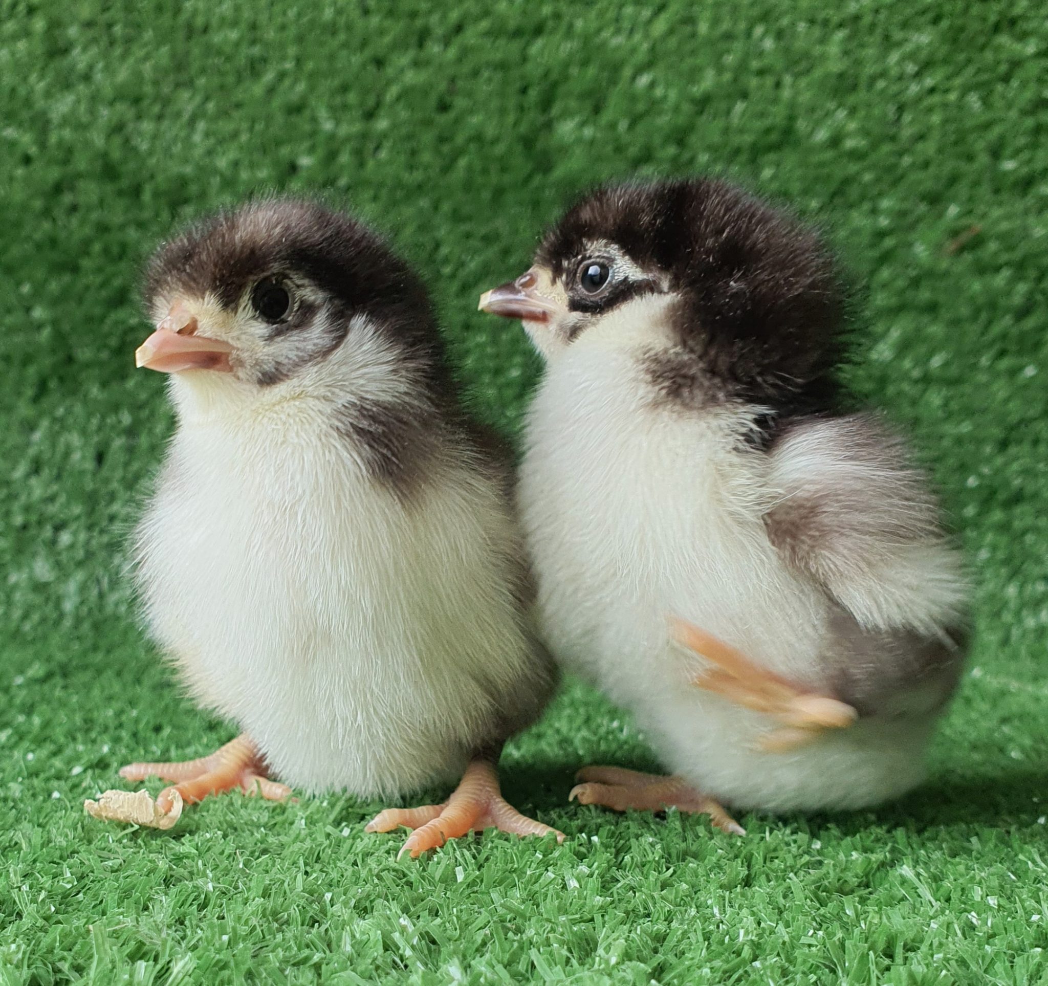 Chocolate Bantam Orpington Fertile egg (each) Pip & Grow