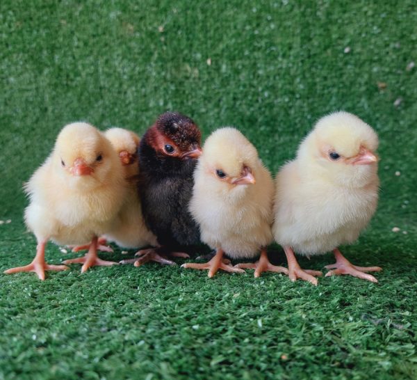 *ORDER CLOSED* Buff laced Polish Fertile Egg (each) - Image 2