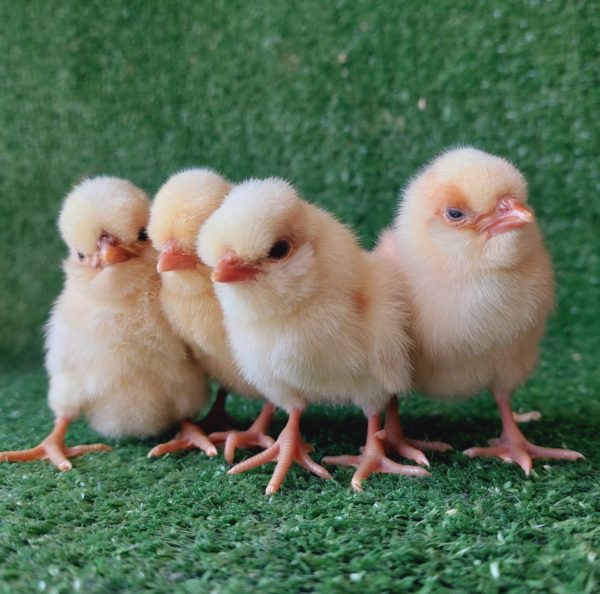 *ORDER CLOSED* Buff laced Polish Fertile Egg (each) - Image 12