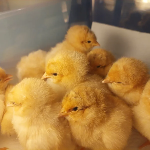 *ORDER CLOSED* Buff Orpington Fertile egg (each) - Image 10