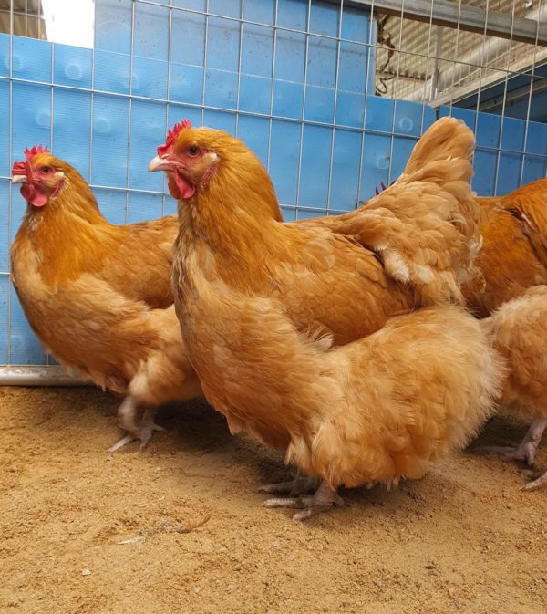 *ORDER CLOSED* Buff Orpington Fertile egg (each) - Image 9