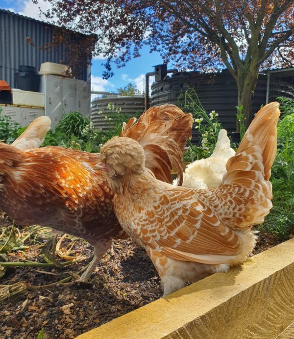 *ORDER CLOSED* Buff laced Polish Fertile Egg (each) - Image 6