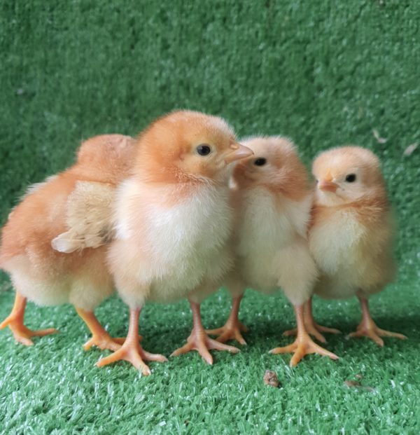 *ORDER CLOSED* Speckled Sussex Fertile egg (each) - Image 3