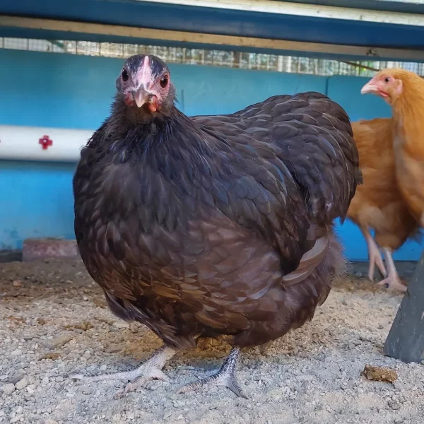 10weeks+Pullets - Image 8