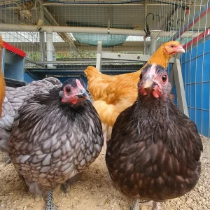 *SOLD OUT* Sexed Pullets :16 to 24 weeks old