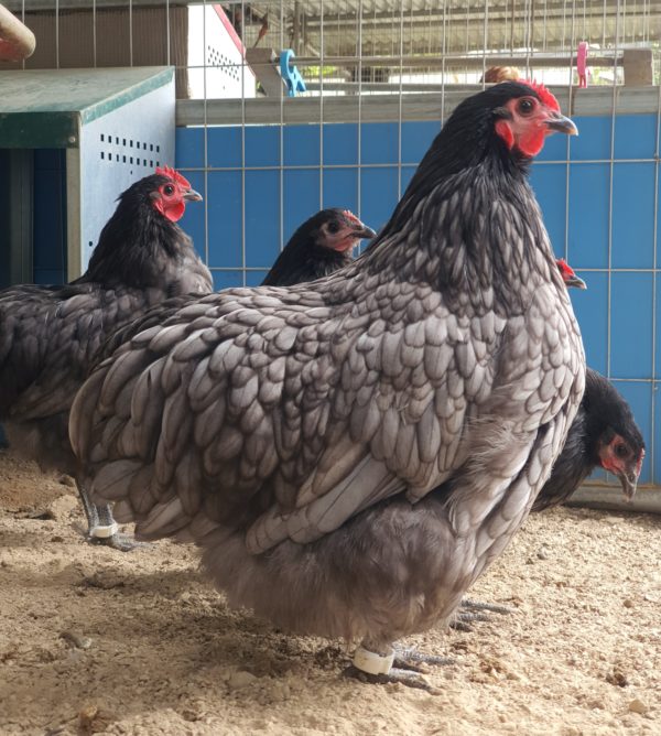 18wks+Pullets & Hens - Image 8