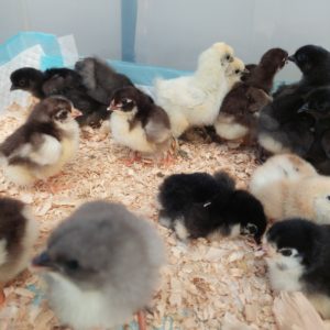 *FINISHED HATCHING FOR THE SEASON* Dayold Chicks