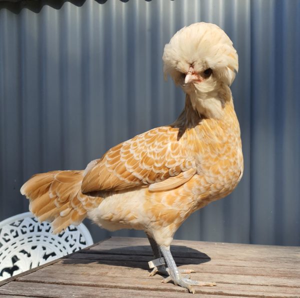 10weeks+Pullets - Image 9