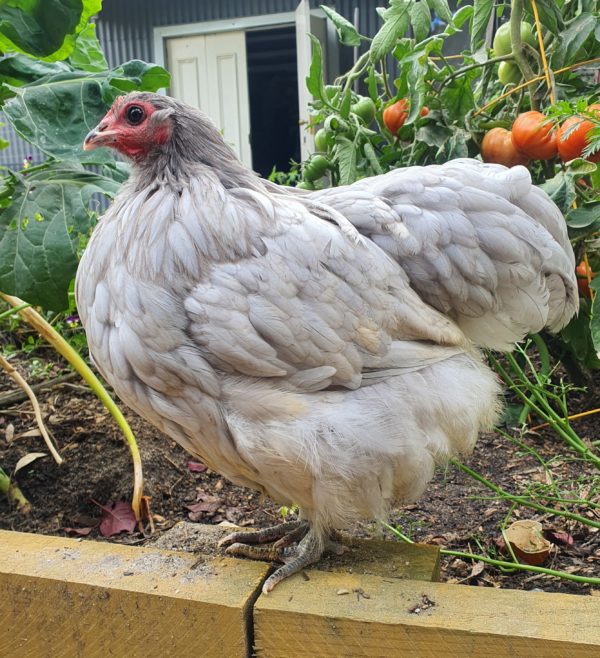 10weeks+Pullets - Image 7