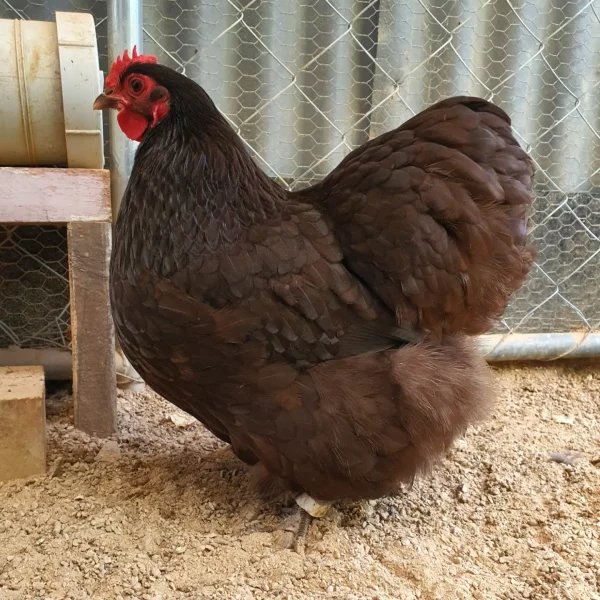 Bantam Orpington Fertile egg (each) - Image 9