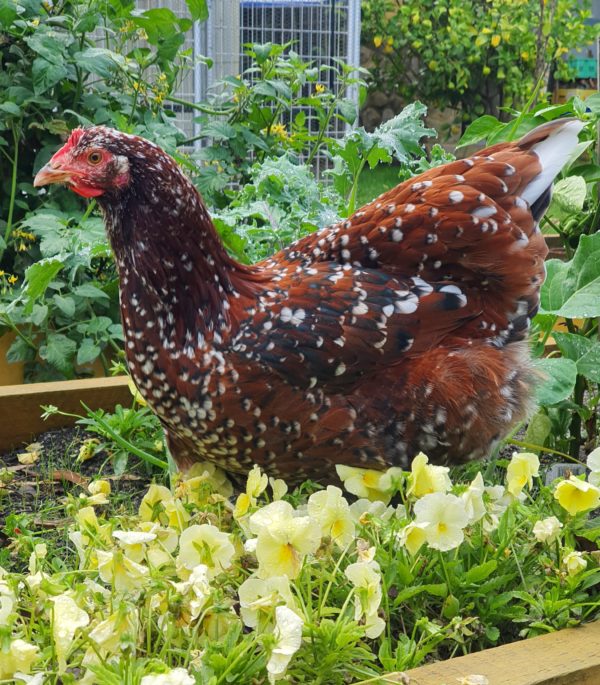 10weeks+Pullets - Image 6