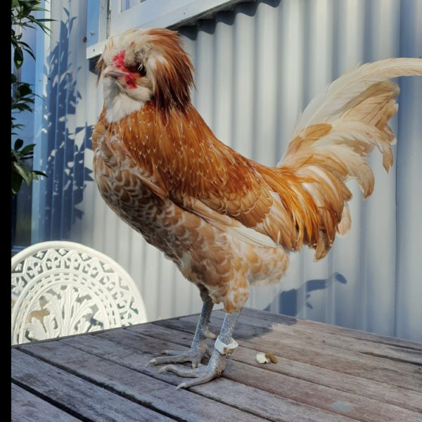 *ORDER CLOSED* Buff laced Polish Fertile Egg (each) - Image 7