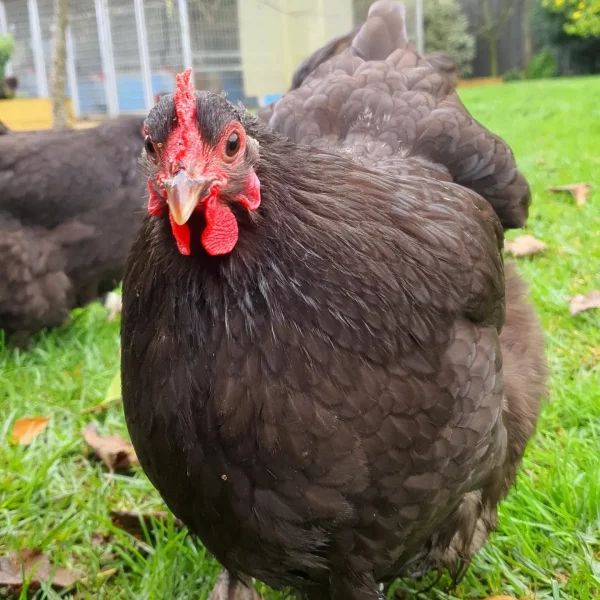 *ORDER CLOSED* Chocolate Bantam Orpington Fertile egg (each) - Image 5