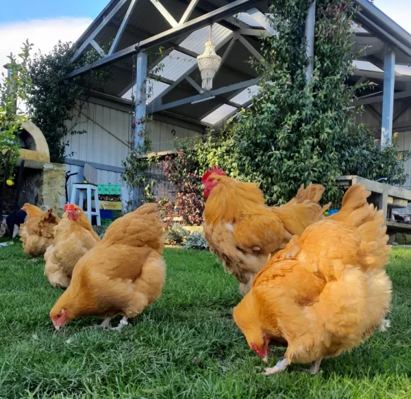 *ORDER CLOSED* Buff Orpington Fertile egg (each) - Image 12