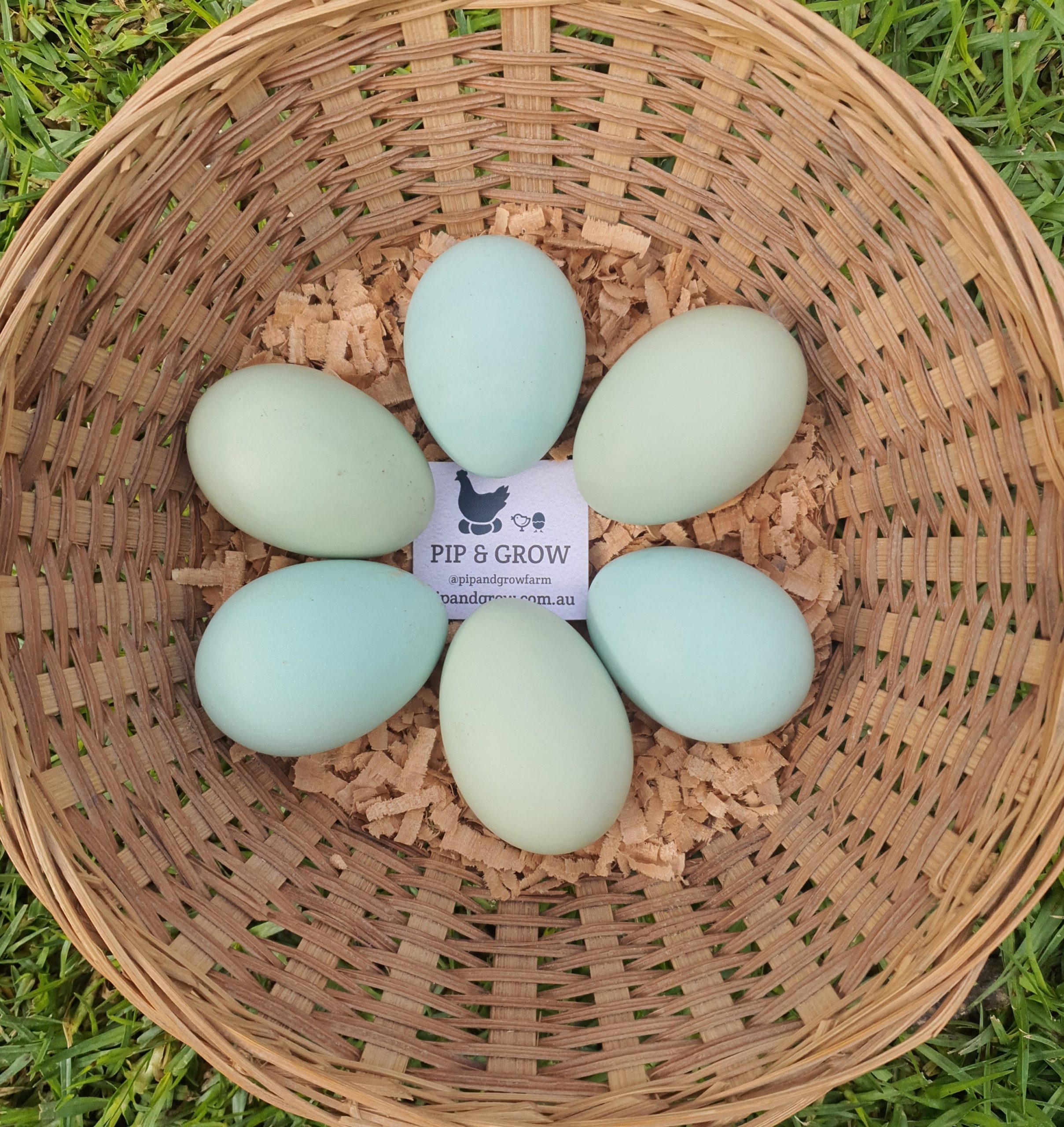 Araucana Fertile egg (each) - Pip & Grow