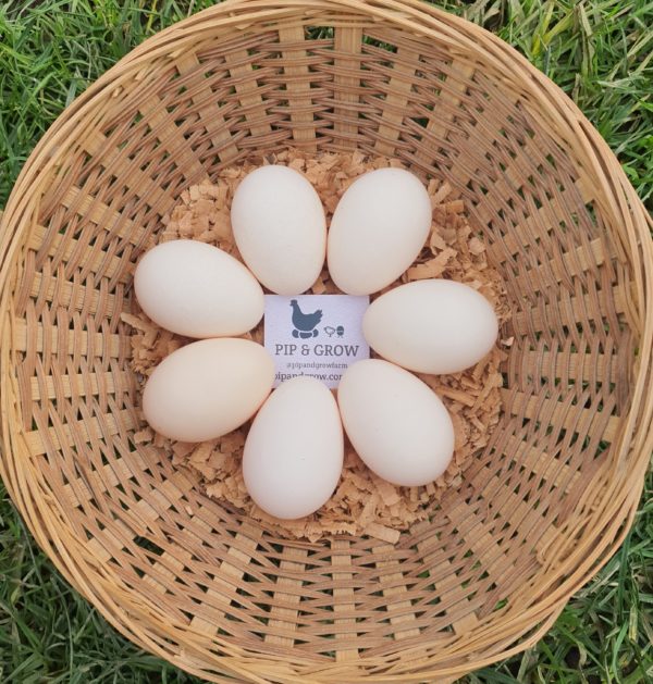 *ORDER CLOSED* Belgian D'uccle Fertile egg (each) - Image 2