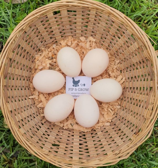 *ORDER CLOSED* Chocolate Bantam Orpington Fertile egg (each) - Image 2