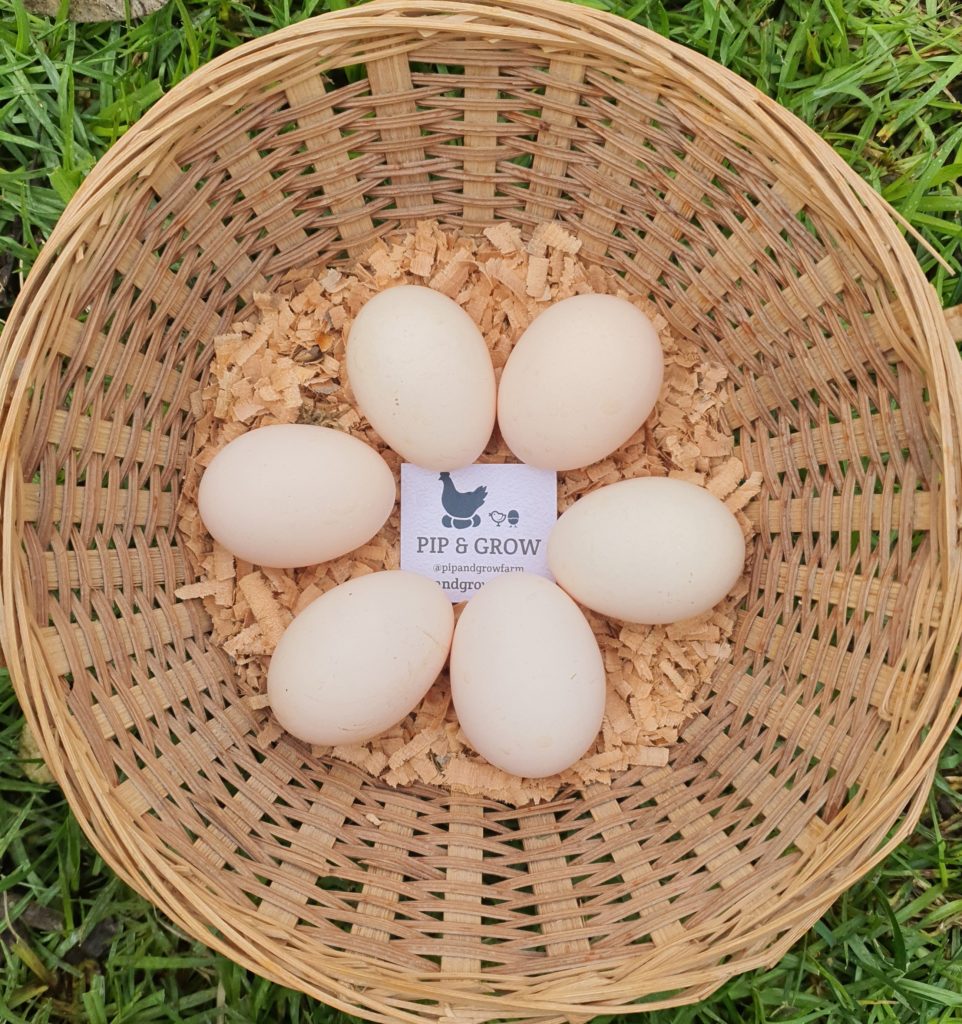 Chocolate Bantam Orpington Fertile egg (each) Pip & Grow