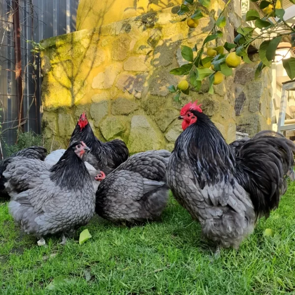 *ORDER CLOSED* Blue Bantam Orpington Fertile egg (each) - Image 12