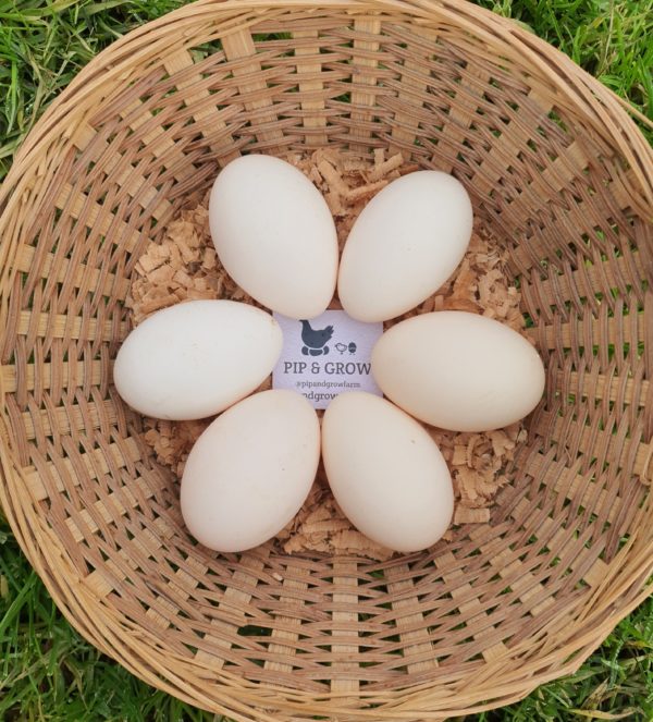 Buff & Gold laced Polish Fertile Egg (each) - Image 2