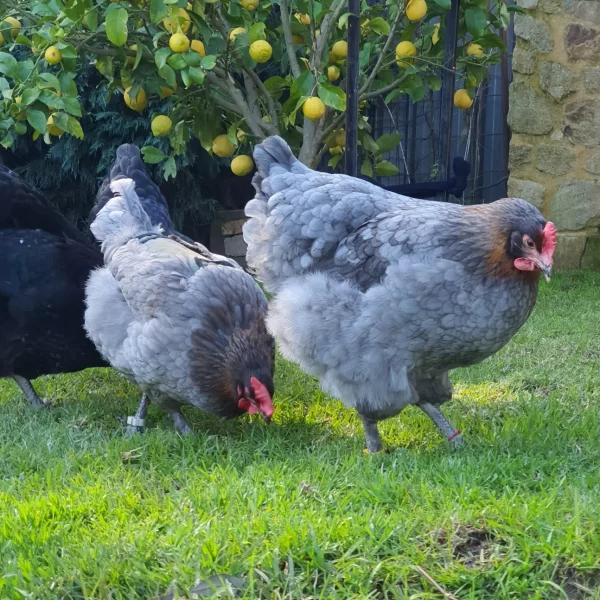 *ORDER CLOSED* Copper Marans Fertile egg (each) - Image 11