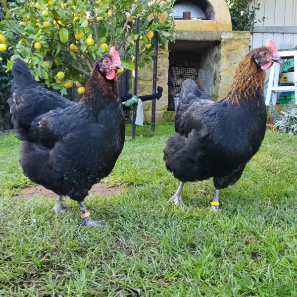 *ORDER CLOSED* Copper Marans Fertile egg (each) - Image 12