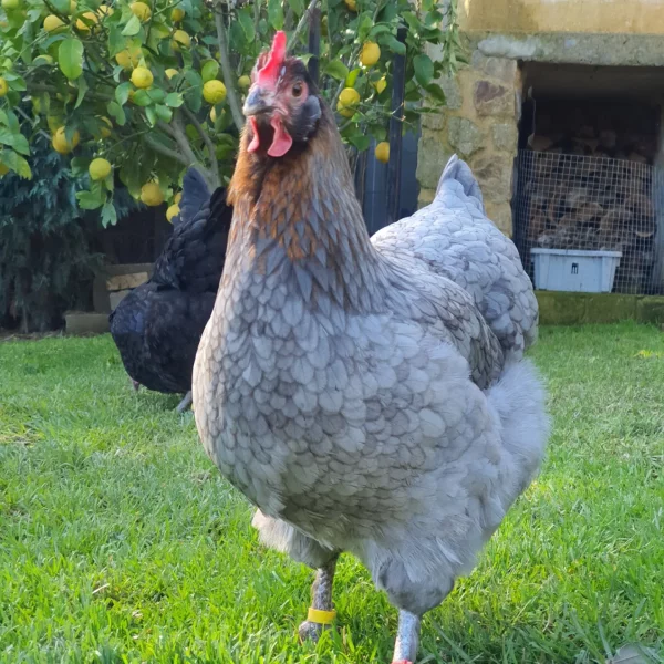 *ORDER CLOSED* Copper Marans Fertile egg (each) - Image 13