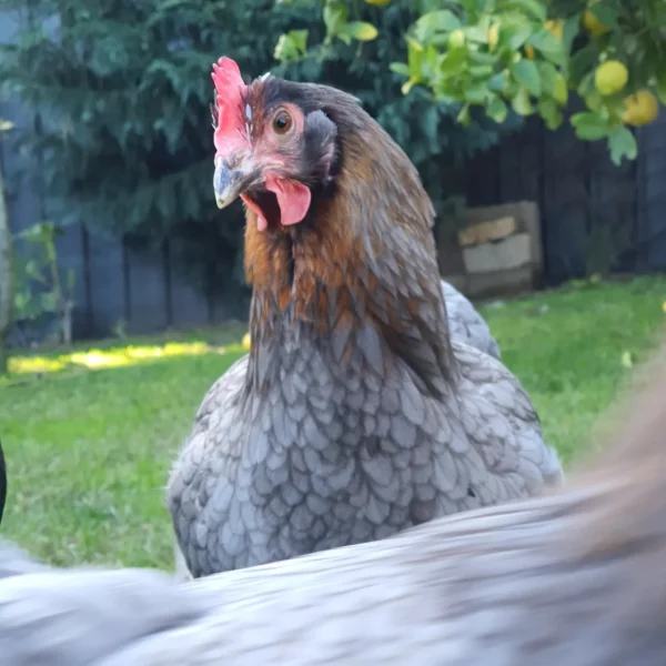 *ORDER CLOSED* Copper Marans Fertile egg (each) - Image 15