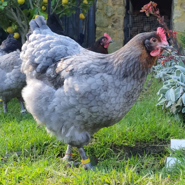 *ORDER CLOSED* Copper Marans Fertile egg (each) - Image 7
