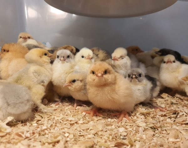 *SPRING 2025 Hatch* Dayold EOI - Image 8