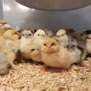 *16/08/25 Batch* Dayold