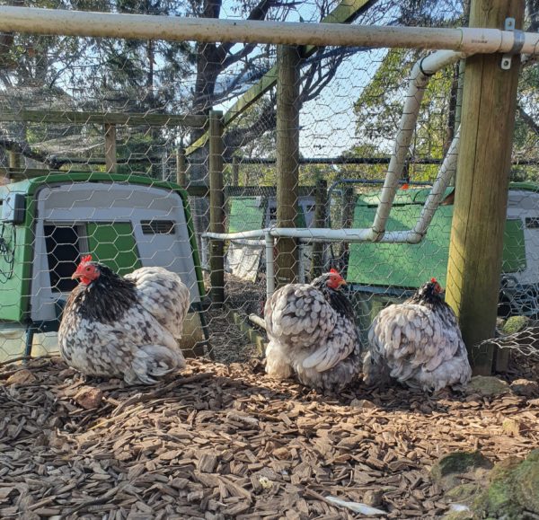 *ORDER CLOSED* Pekin Black & Blue Mottled Fertile egg (each) - Image 12